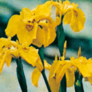 Fiore Iris Pseudacorus | Giardinidacqua.it