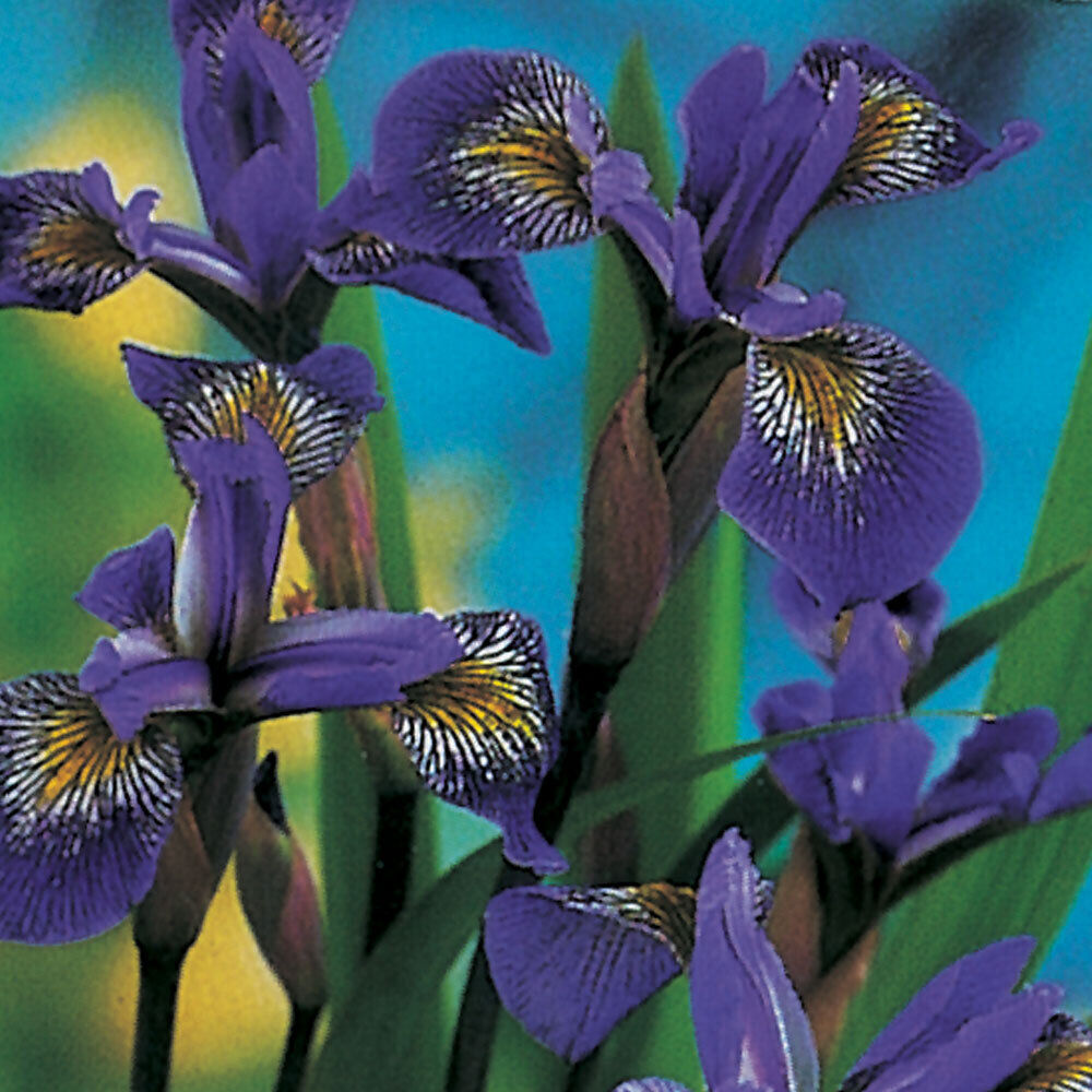 Fiore Iris Versicolor | Giardinidacqua.it