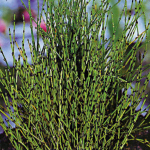 Piante sempreverde Equisetum | Giardinidacqua.it
